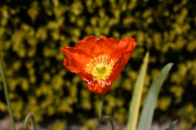 Jardin des Impressionnistes-MAI14-028